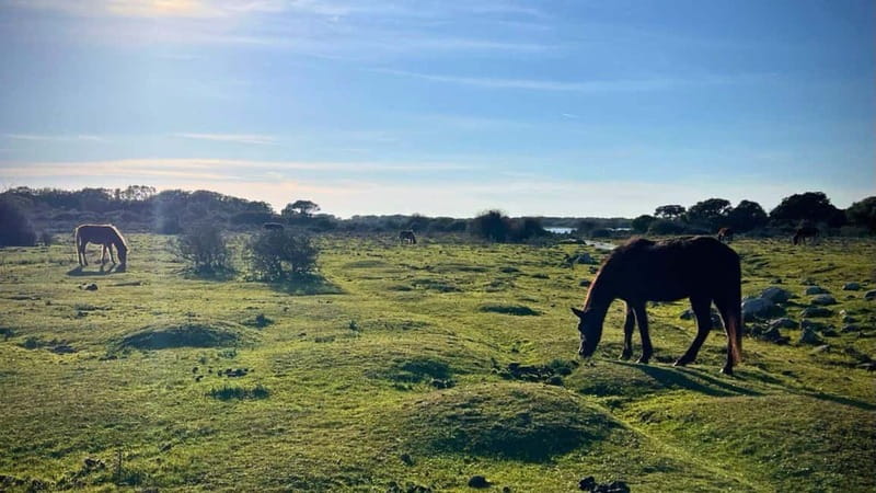 From Tuili: trekking in the Giara Park - The Sum Up: A Scenic, Accessible Trek for Wild Horse Sightings