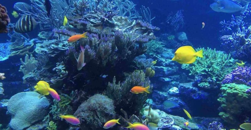 From Tulum: Cenote Riviera Maya & Snorkel Excursion - The Value of the Tour and Overall Experience