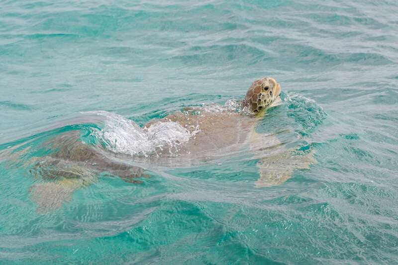From Tulum: Sian Kaan Boat Trip Adventure with Lunch - Lunch on a Beachside Sandbar