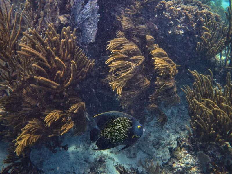 From Tulum: Sian Kaan Boat Trip Adventure with Lunch - Free Time and Additional Water Activities