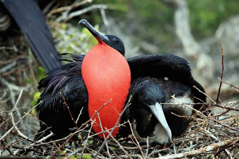 From Tulum: Sian Kaan Day Tour - Enjoying a Relaxing Stop at the Sandbank, "Nature’s Swimming Pool"