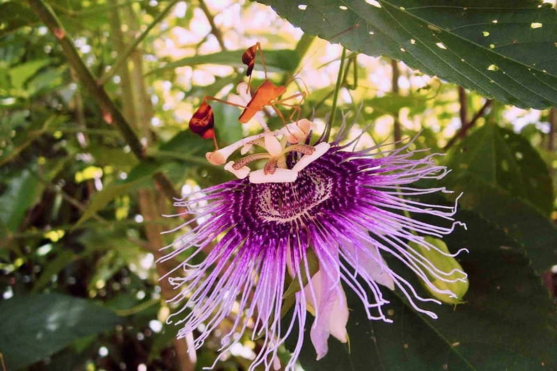 From Tulum: Sian KaAn Muyil Lagoon Tour - Enjoying the Lazy River Float