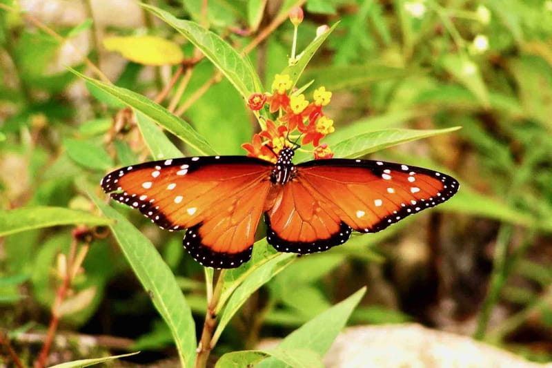 From Tulum: Sian KaAn Muyil Lagoon Tour - Who Will Appreciate This Tour