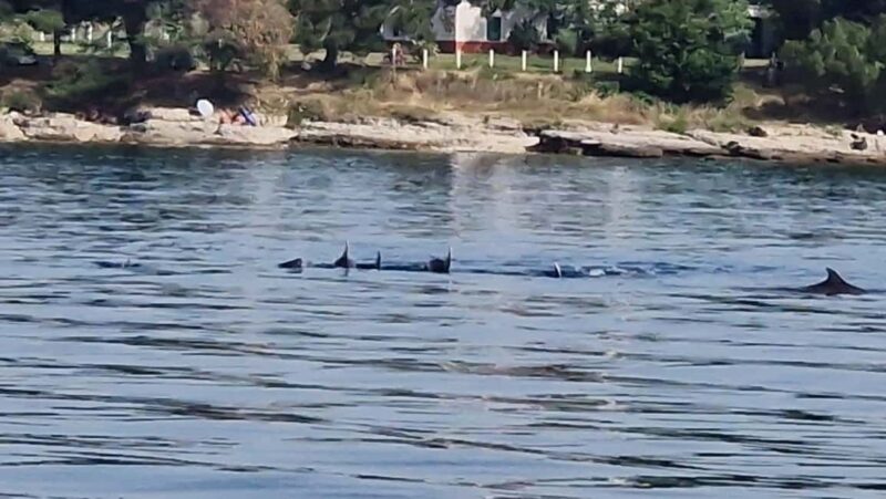 From Umag: Boat Tour to Savudrija with Swimming and Dolphins - Practicalities: Group Size, Accessibility, and Booking Flexibility