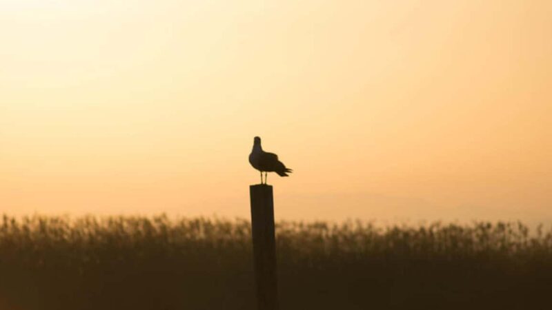 From Valencia: Albufera Natural Park Eco Boat Tour & Sunset - Visit the Gola de Puchol: Where Lake Meets the Sea