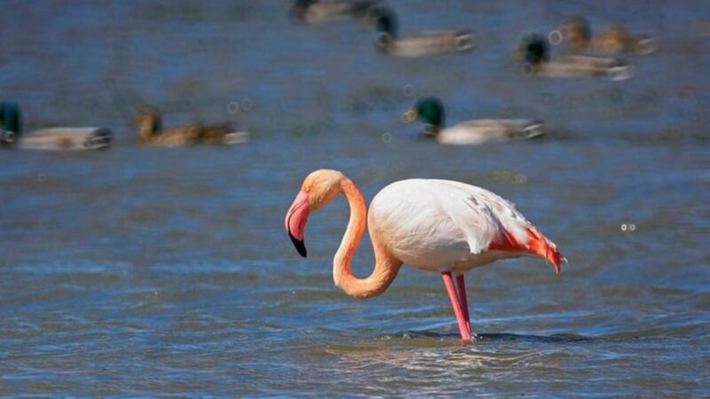 From Valencia: Albufera Natural Park Eco Boat Tour & Sunset - Expert Guides Enhance the Experience