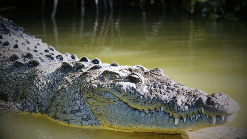 FROM VALLADOLID RIO LAGARTOS + LAS COLORADAS + CENOTE (COLECTIVO TOURISTIC) - Discovering Rio Lagartos and Its Wildlife
