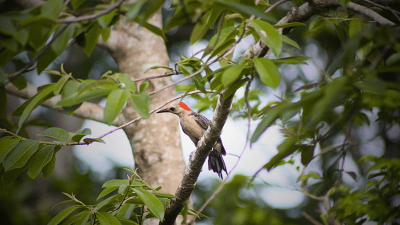 FROM VALLADOLID: VISIT EK' BALAM AND 2 CENOTES + AUTHENTIC MAYA FOOD - Explore Yucatán’s Hidden Mayan Treasures from Valladolid