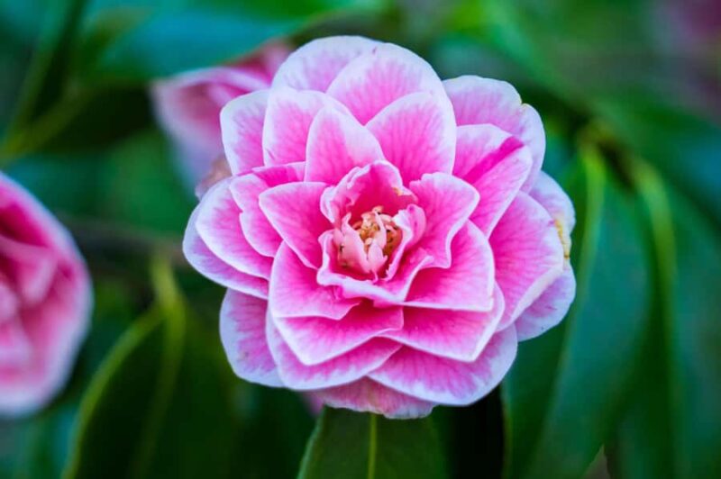 From Vancouver: Butchart Gardens & Victoria Sightseeing Tour - The Sum Up: A Well-Rounded Day Exploring Vancouver Island