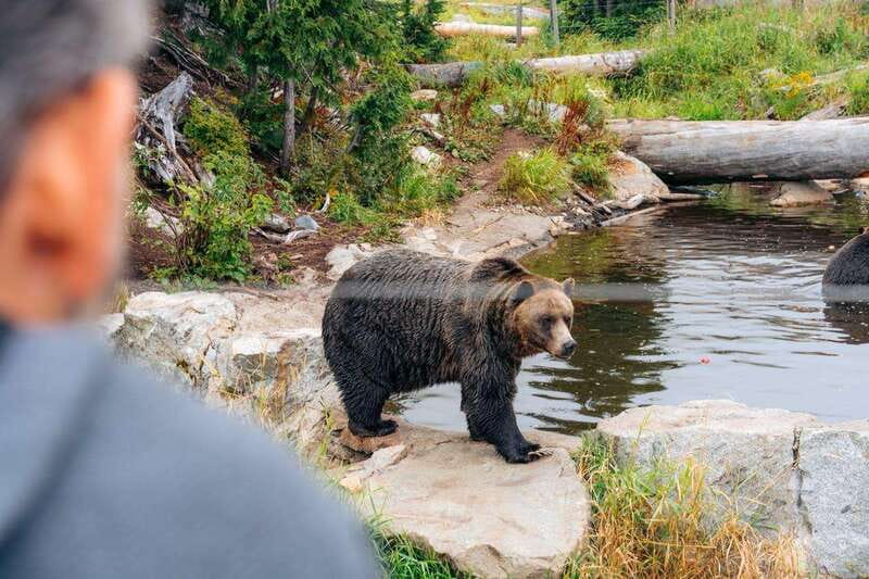 From Vancouver: Capilano Suspension Bridge & Grouse Mountain - Key Points