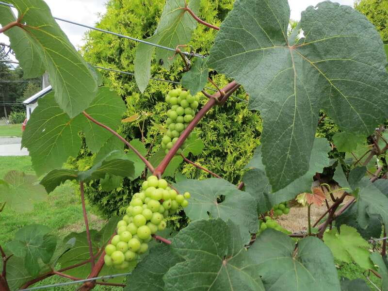 From Vancouver: Half-Day Fraser Valley Wine Tour - Visiting Top Wineries: Backyard Vineyards, Township 7, and Festina Lente