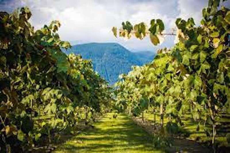 From Vancouver: Half-Day Fraser Valley Wine Tour - Value and Cost-Effectiveness of the Tour