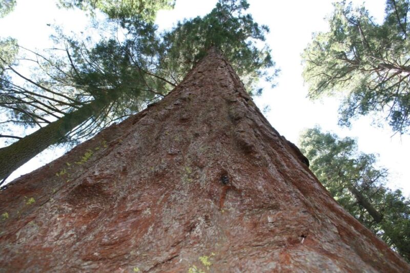 From Vegas to San Francisco: 7-Day National Park Tour - Explore the American Southwest’s Iconic National Parks in Just 7 Days