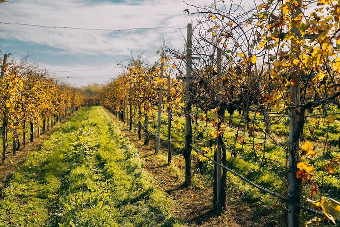 From Venice: Prosecco Wine Region Tour with 2 Tastings - Accessibility and Practical Tips