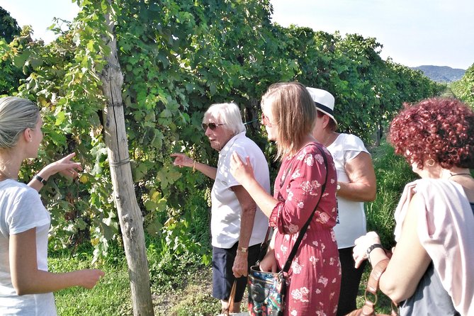 From Venice: Wine Tour in the Euganean Hills - The Role of the Guide and Local Expertise