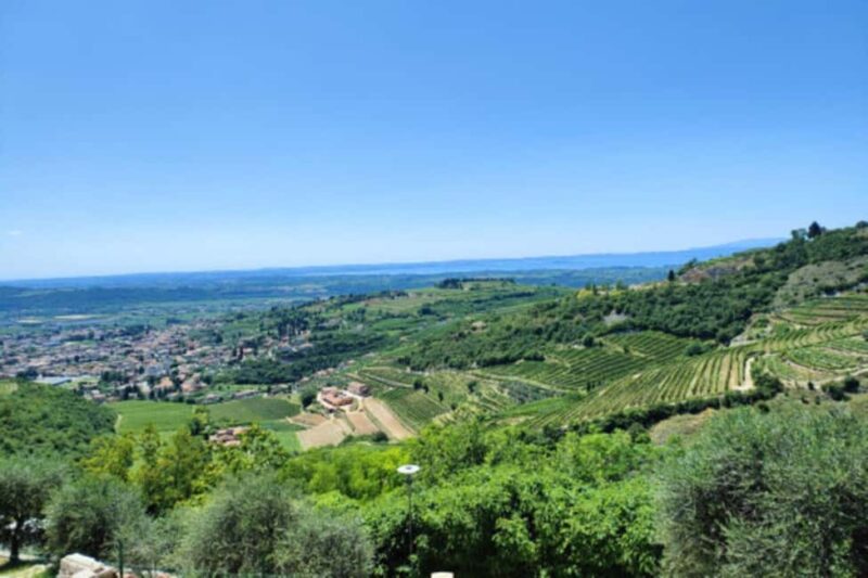 From Verona: Amarone Half-Day Wine Tasting Tour - Experience the Valpolicella Wine Route from Verona