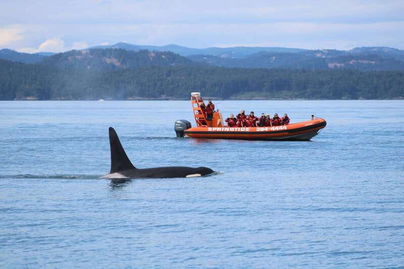 From Victoria: Whale Watching Tour by Zodiac Boat - Key Points