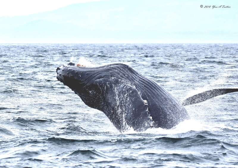 From Victoria: Whale Watching Tour by Zodiac Boat - Zodiac Boat Experience and Safety