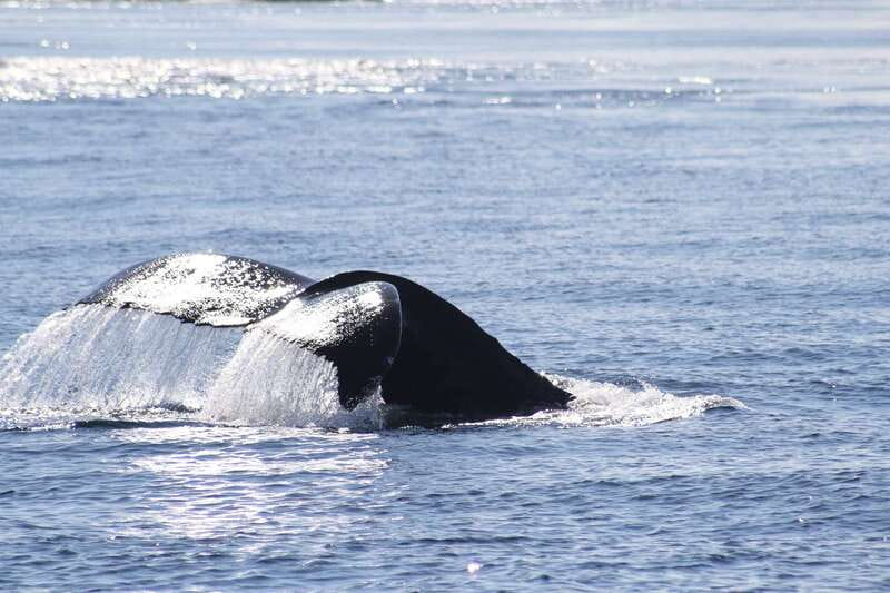 From Victoria: Whale Watching Tour by Zodiac Boat - The Expertise of SpringTides Guides