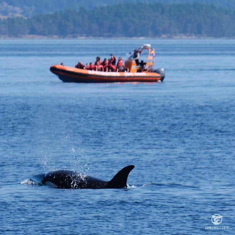 From Victoria: Whale Watching Tour by Zodiac Boat - Price and Value for Money