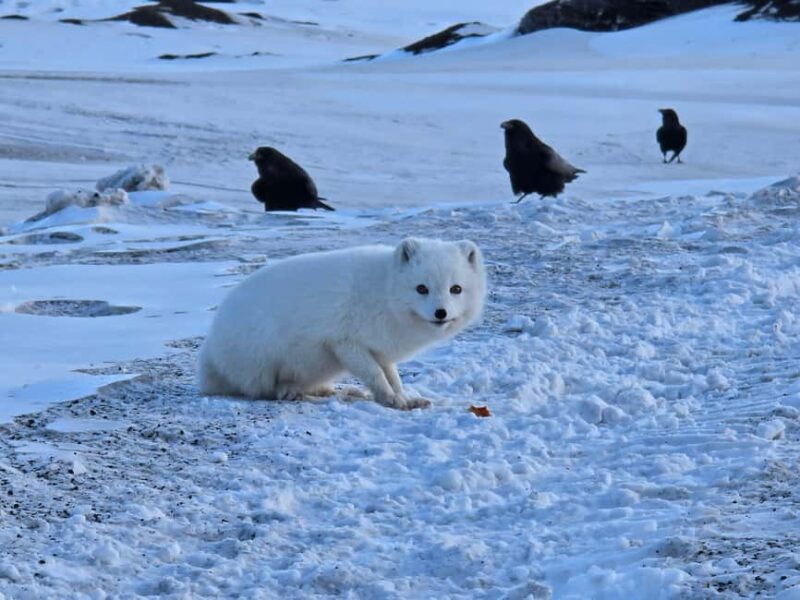 From Vík: Katla FastTrack Ice Cave Tour - Suitability and Physical Requirements