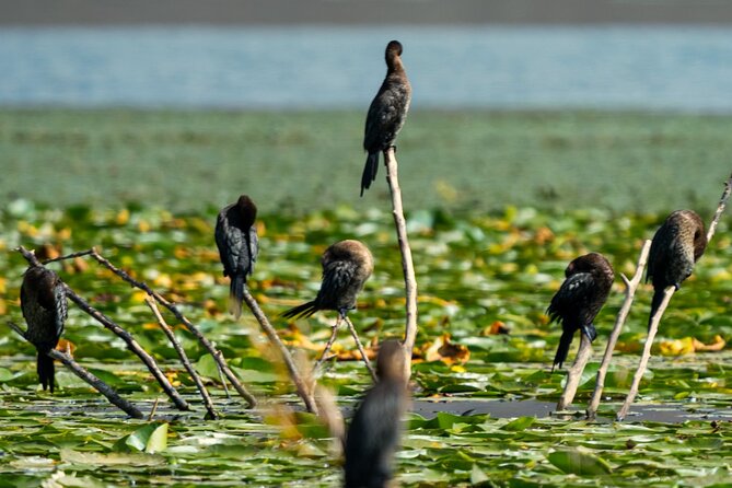 From Virpazar: Birdwatching and Photography on Skadar Lake - Kamenik Islands: Spotting Birds on Wild Islands