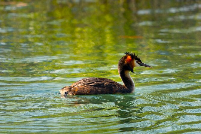 From Virpazar: Birdwatching and Photography on Skadar Lake - Timing and Pacing for Early Morning Birdwatching
