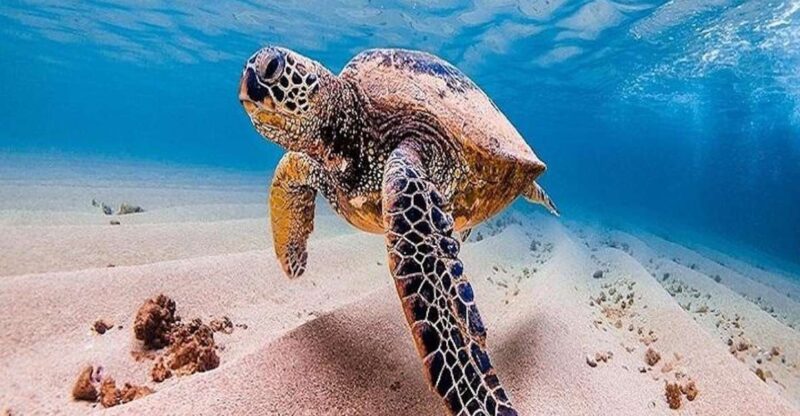 From Waikiki: Oahu Grand Circle Island Experience - Practical Details: Logistics and Group Size