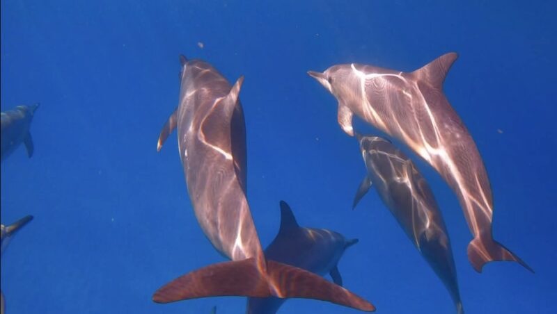 From Waikiki: Turtle Canyon Snorkeling Tour - Discover the Unique Charm of the Waikiki Turtle Canyon Snorkeling Tour