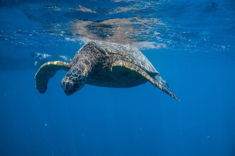 From Waikiki: Turtle Canyon Snorkeling Tour - Small Group Size Ensures Personalized Marine Encounters