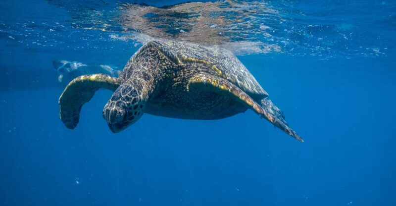 From Waikiki: Turtle Canyon Snorkeling Tour - What Marine Life Can You Expect to See?