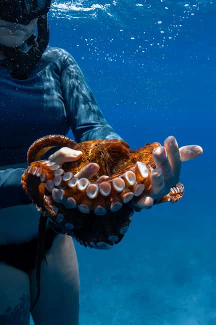 From Waikiki: Turtle Canyon Snorkeling Tour - Practical Tips for a Smooth Snorkeling Adventure