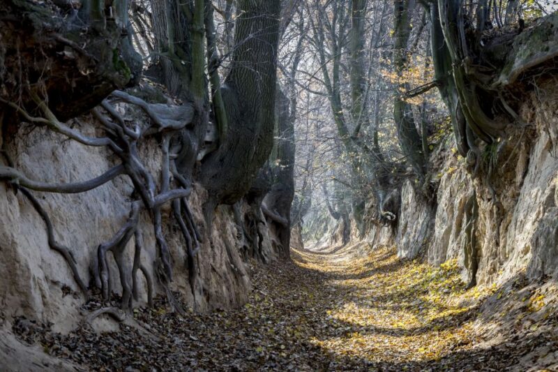 From Warsaw: Kazimierz Dolny Art Town Full-Day Private Tour - Who Will Enjoy This Tour Most