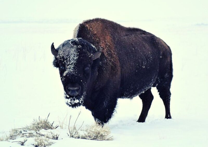 From Warsaw: Small-Group Tour to Bialowieza National Park - Exploring the UNESCO World Heritage Bialowieza Forest