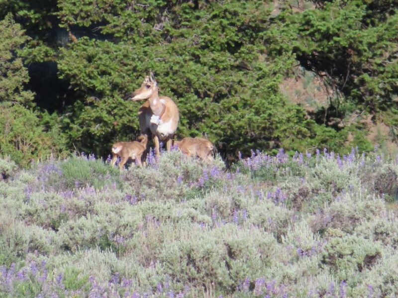 From West Yellowstone: Lamar Valley Wildlife Tour by Van - Inclusions and Practical Details