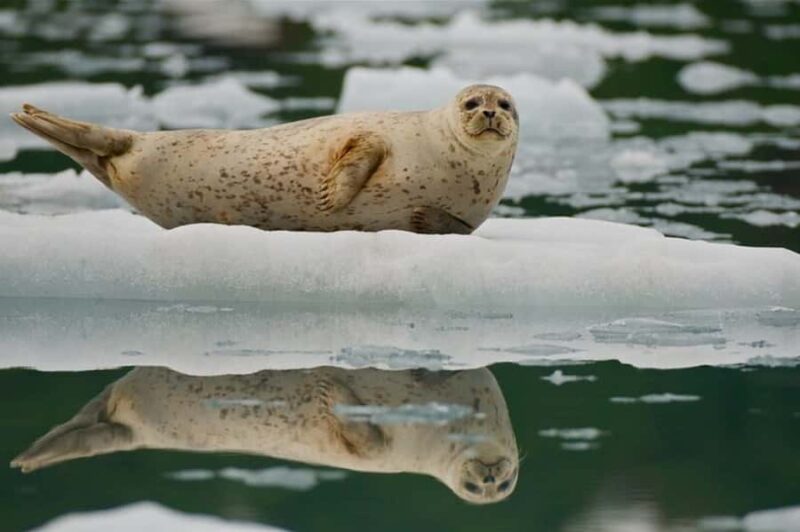 From Whittier: Glacier Quest Cruise with Onboard Lunch - Glaciers of Blackstone Bay and Tidewater Calving