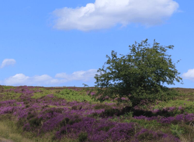 From York: North Moors and Whitby Tour - Final Thoughts on the North Moors and Whitby Experience