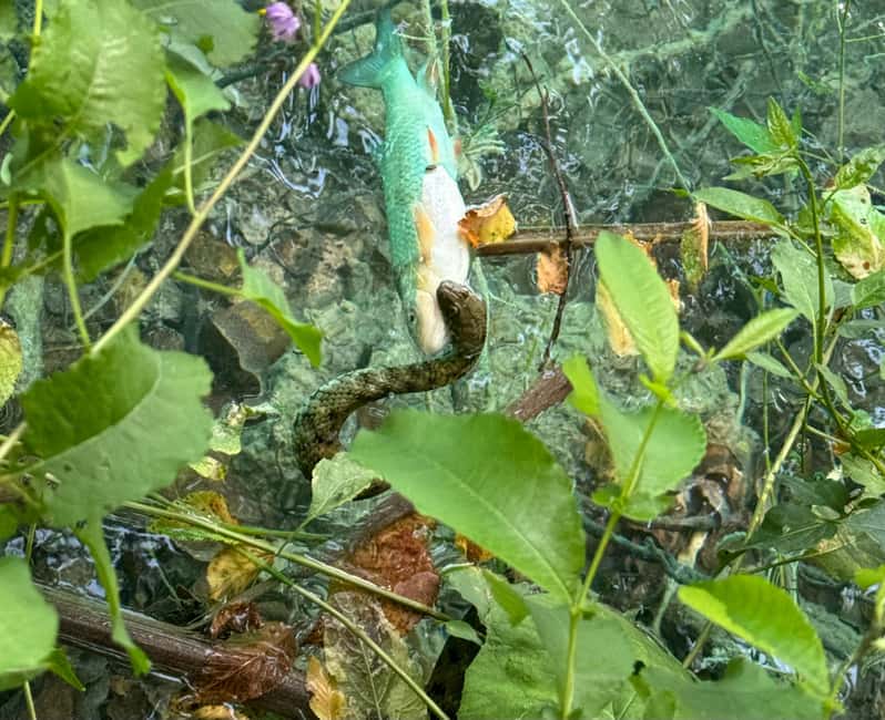 From Zadar: Plitvice Lakes Guided Tour with Boat & Train - Discover the Natural Wonder of Plitvice Lakes with a Guided Tour from Zadar