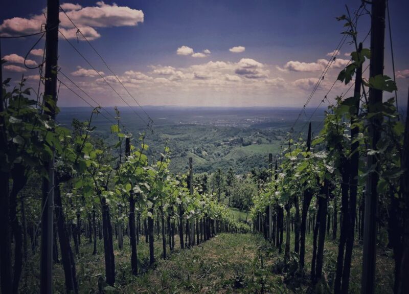 From Zagreb: Samobor & Plesivica Wine Road, Private - Who Will Appreciate This Tour Most?