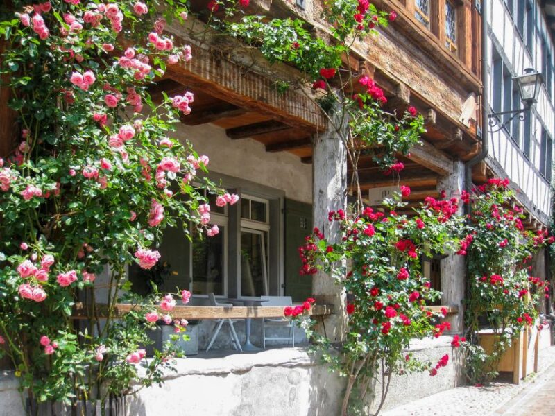 From Zurich: Bus Day Trip to Heidiland and Liechtenstein - Scenic Drive Along Lake Walen and the Churfirsten Range