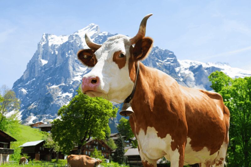 From Zurich: Chocolate and Cheese Tour in Appenzell - Key Points