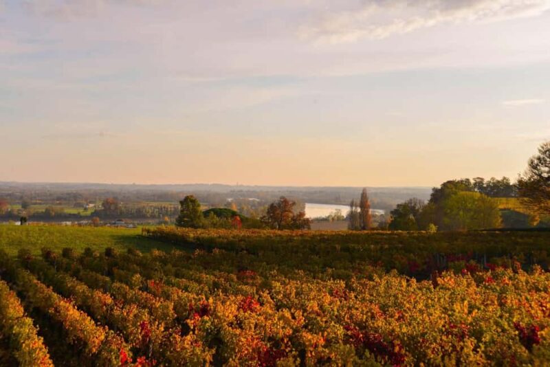 Fronsac: E-bike tour in the vineyards & tasting at La Closerie - Logistics: Meeting Point and Group Dynamics