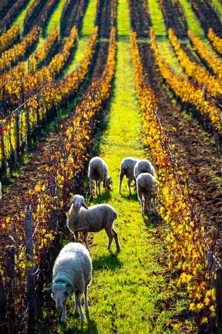 Fronsac: E-bike tour in the vineyards & tasting at La Closerie - Frequently Asked Questions