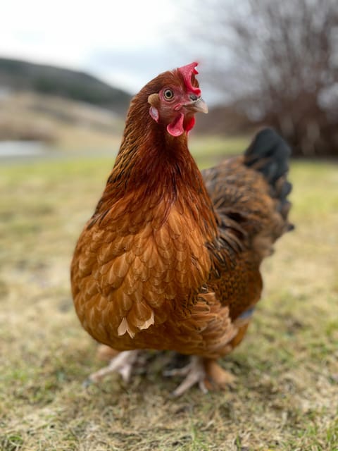 Frosta: Greenhouse and Farm Tour with Tastings - Key Points