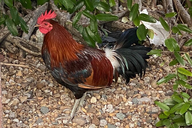 Ft. Lauderdale to Key West Day Trip Quality Day Tours - Arriving in Key West and the Old Town Neighborhood