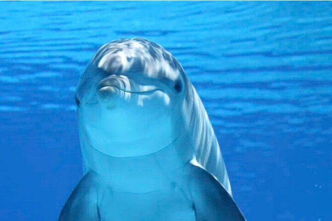 Ft Myers Beach Tiki Pub Fun in the Sun Dolphin Cruise - Key Points