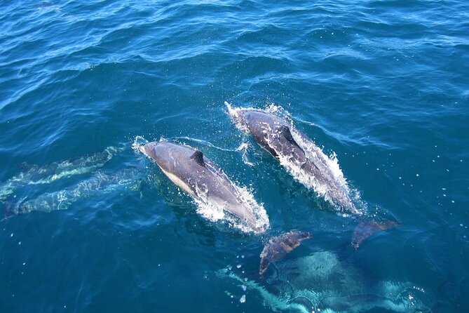 Ft Myers Beach Tiki Pub Fun in the Sun Dolphin Cruise - Cancellation Policy and Weather Considerations