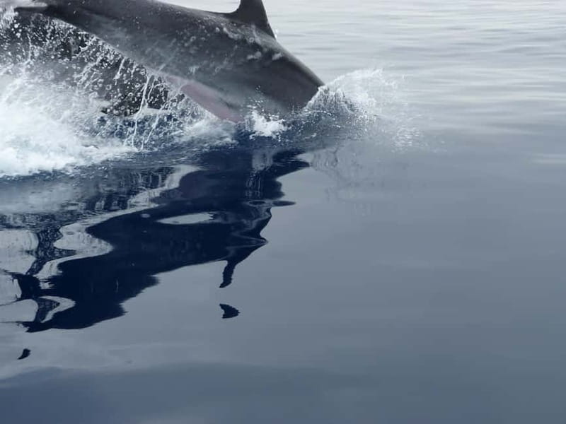 Fuengirola : 2 hours LUXURY Yacht Dolphin Trip DRINKS SNACKS - Key Points