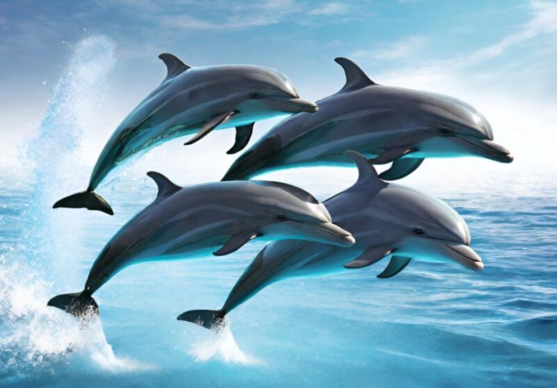 Fuengirola : 2 hours LUXURY Yacht Dolphin Trip DRINKS SNACKS - The Chance to Spot Dolphins in Their Natural Habitat