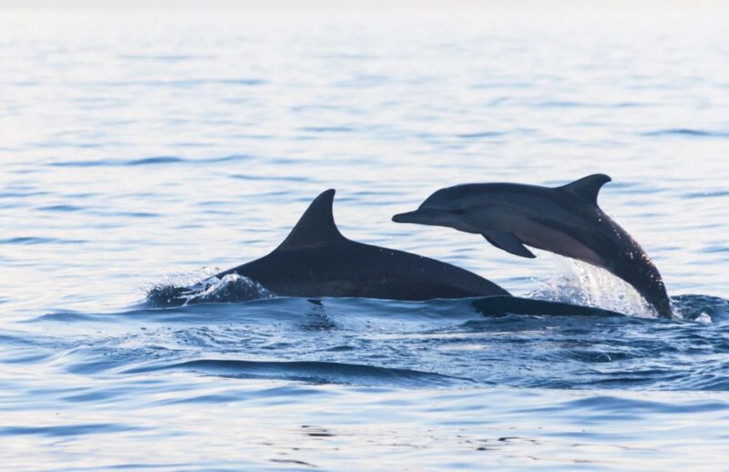 Fuengirola : 2 hours LUXURY Yacht Dolphin Trip DRINKS SNACKS - The Return Journey to Speedboat Fuengirola